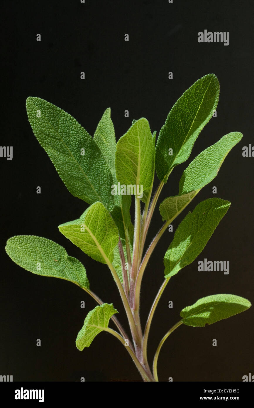 Salbei; Salvia officinalis; Stock Photo