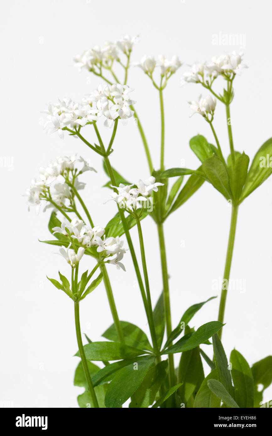 Waldmeister; Galium odoratum; Waldmeisterblueten, Stock Photo