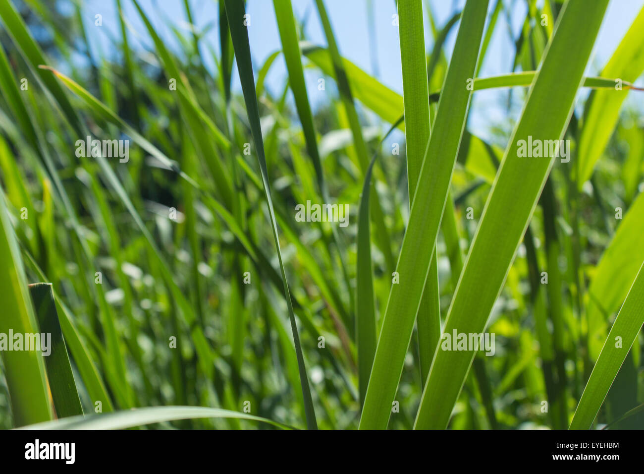 green reed field, close up Stock Photo