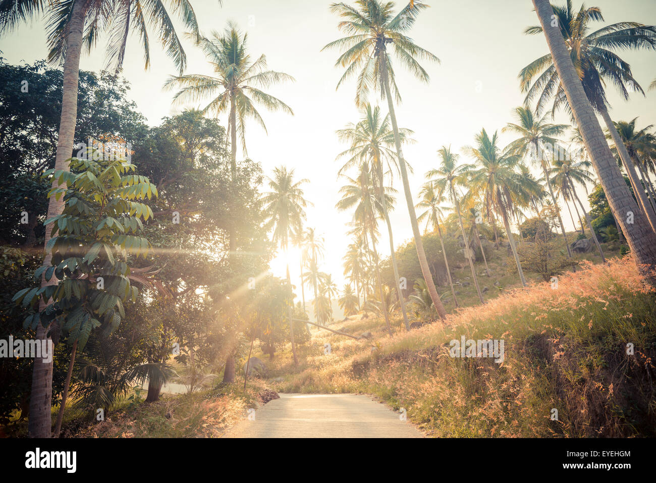 Coconut palm trees on the road at rural, Vintage colour Stock Photo - Alamy
