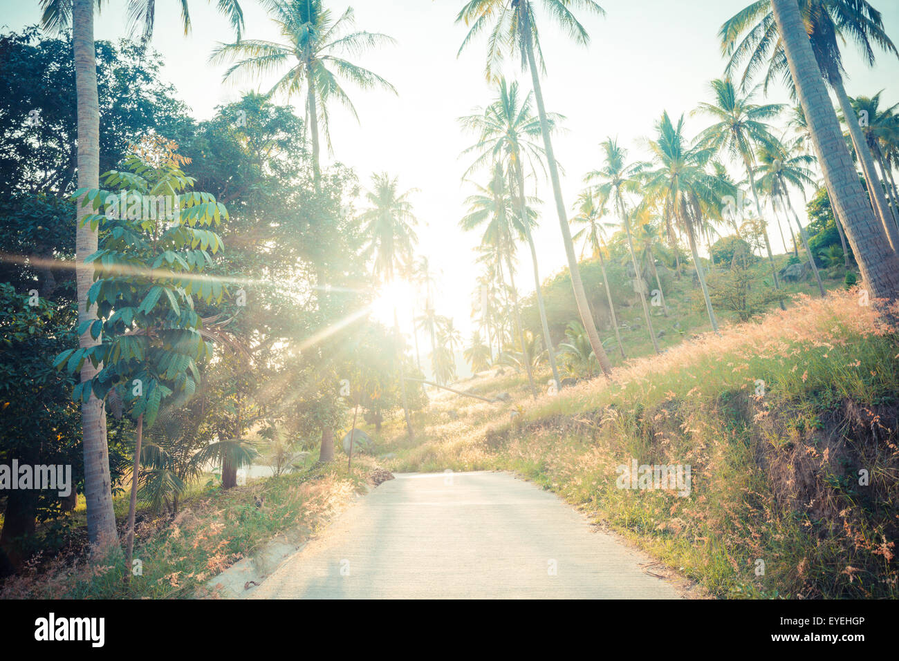 Coconut palm trees on the road at rural, Vintage colour Stock Photo - Alamy