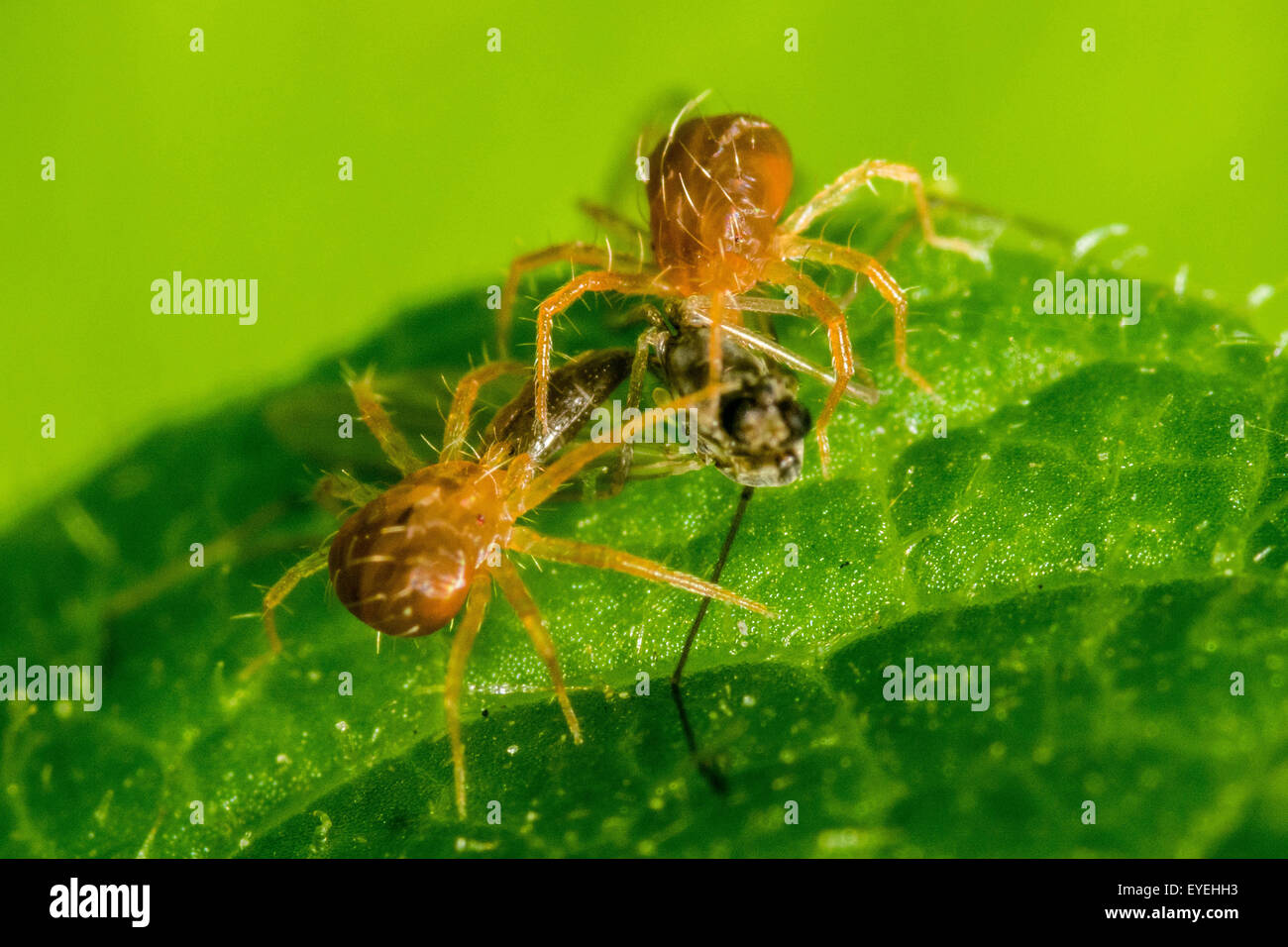 A pair of predatory mites feed on a dead insect. Stock Photo