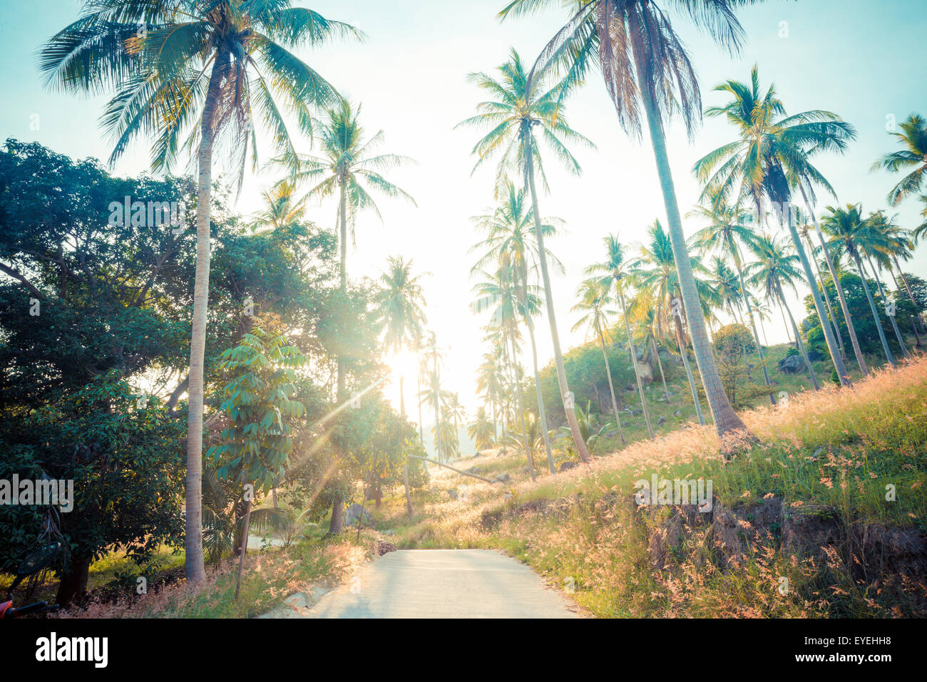 Coconut palm trees on the road at rural, Vintage colour Stock Photo - Alamy