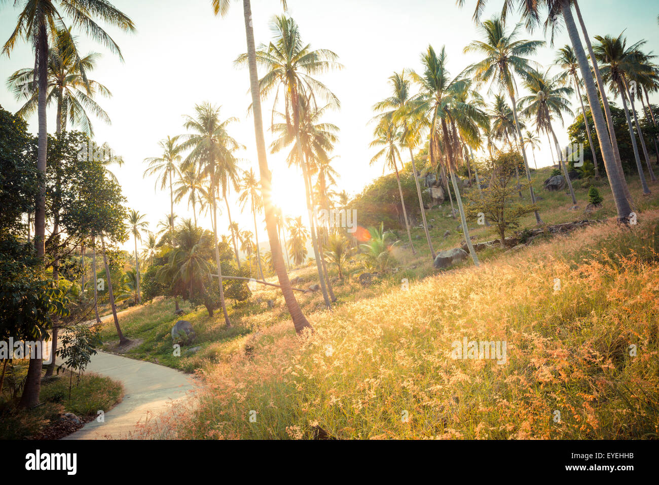 Coconut palm trees on the road at rural, Vintage colour Stock Photo - Alamy