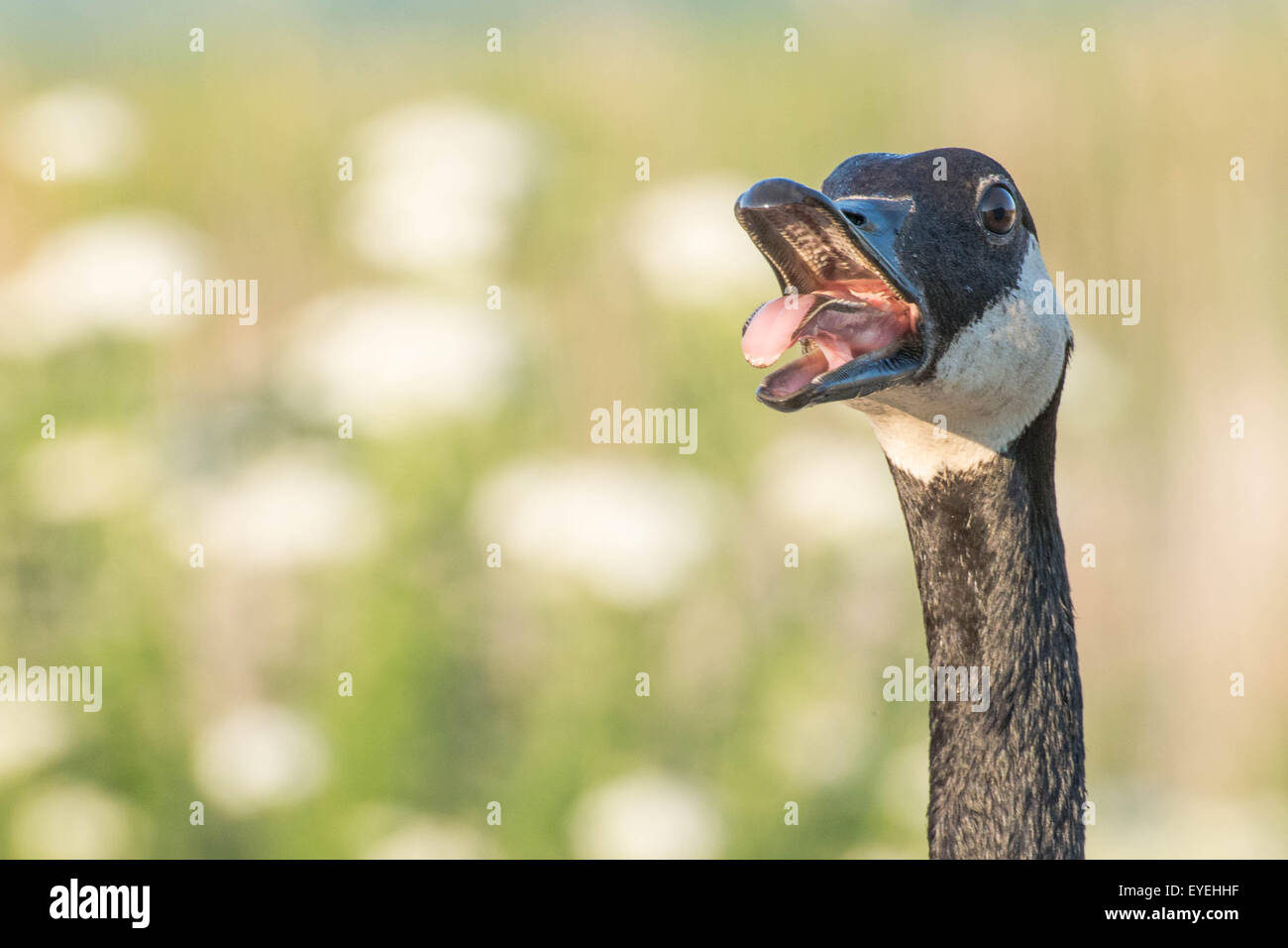Canada goose tongue hi-res stock photography and images - Alamy