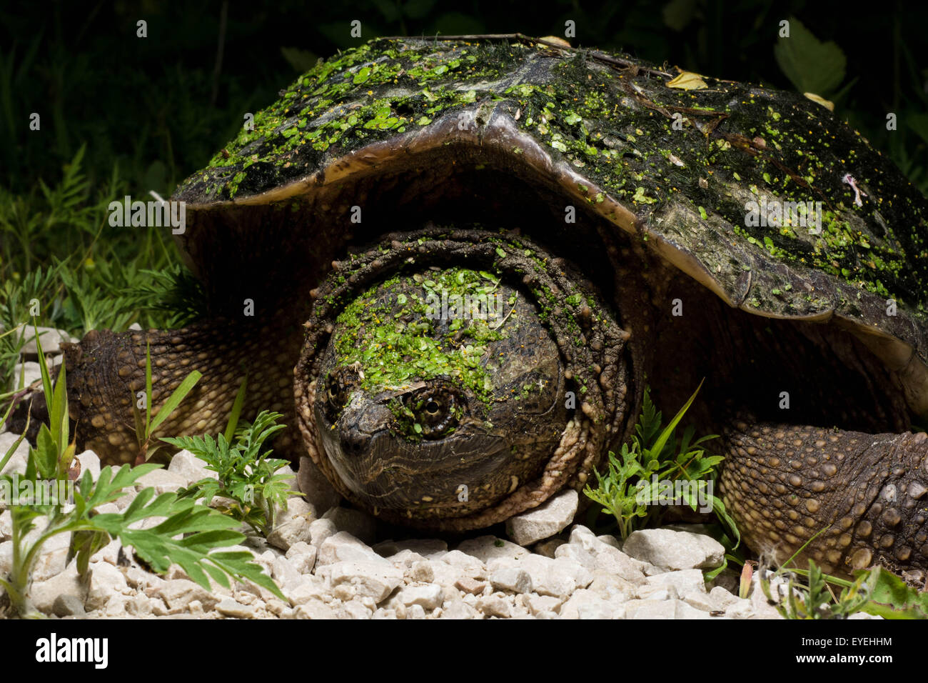A Common Snapping Turtle (Chelydra serpentina) lays her eggs. Stock Photo