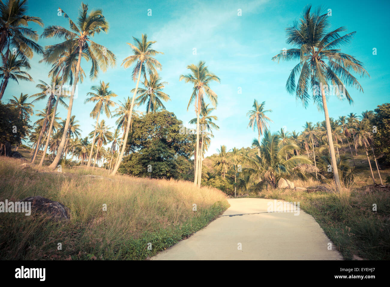 Coconut palm trees on the road at rural, Vintage colour Stock Photo - Alamy