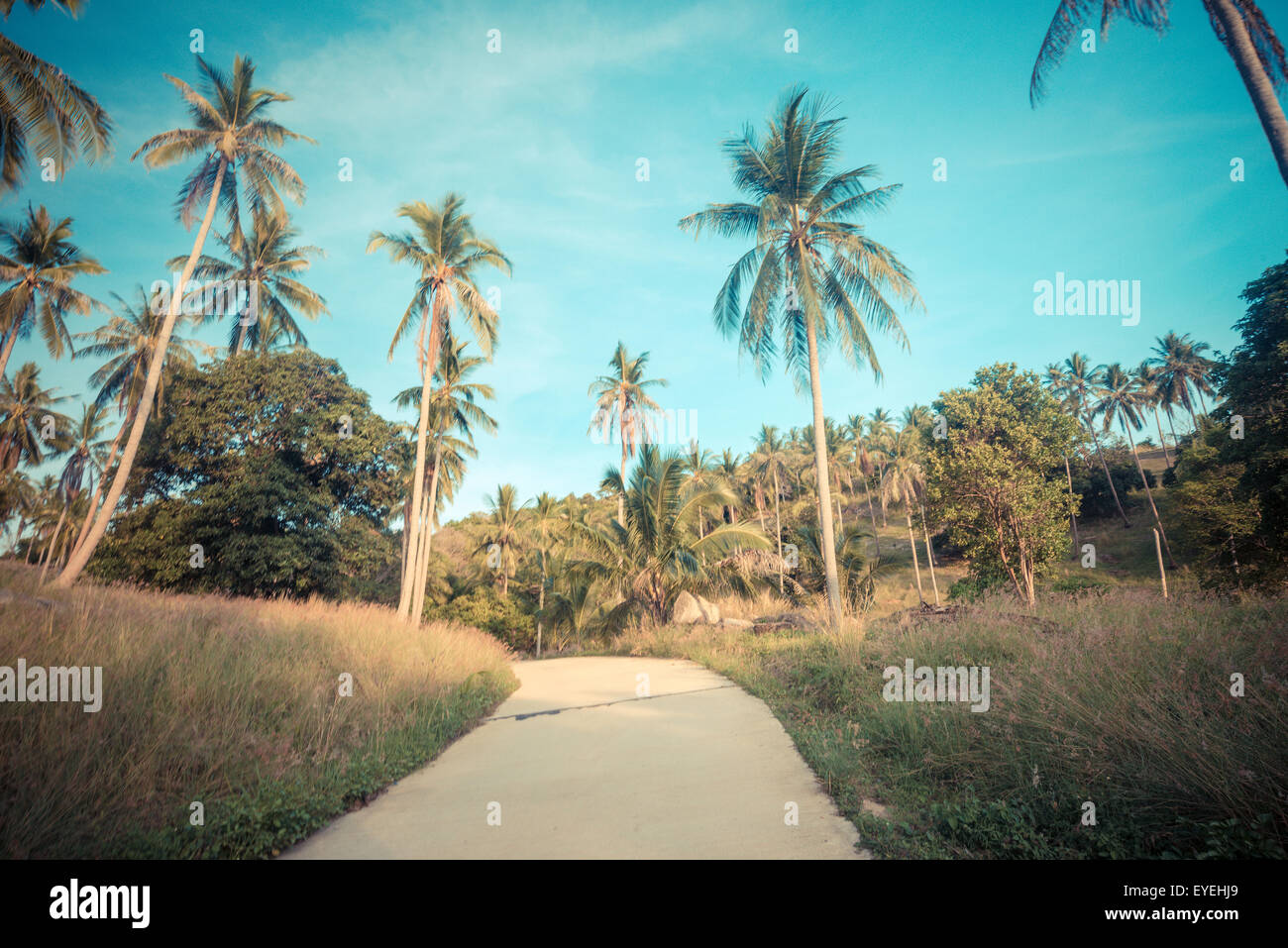 Coconut palm trees on the road at rural, Vintage colour Stock Photo - Alamy