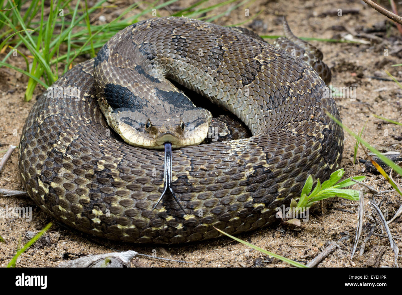 Eastern Hognose Snake: Best Actor Award for a Snake – Oakland County Blog