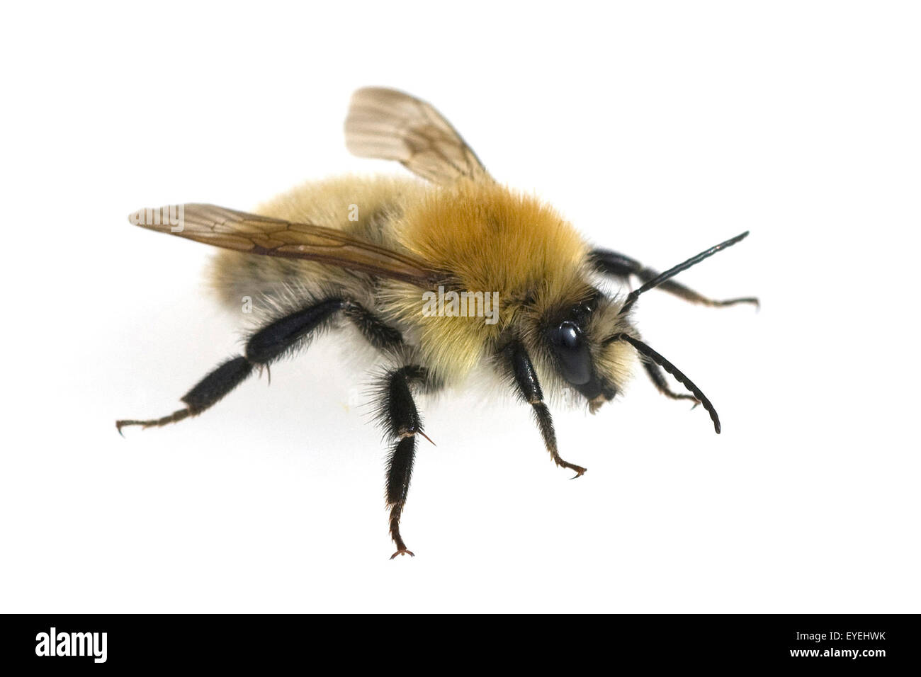 Ackerhummel, Bombus pascuorum, Hummel, Stock Photo