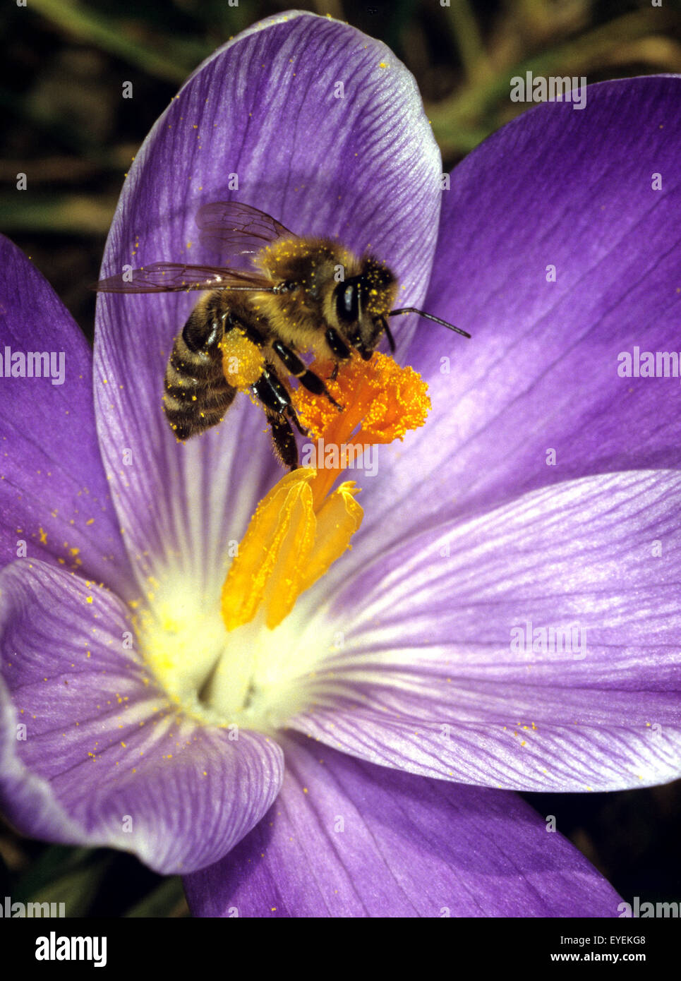 Biene; Apis, mellifera; Honigbiene Stock Photo