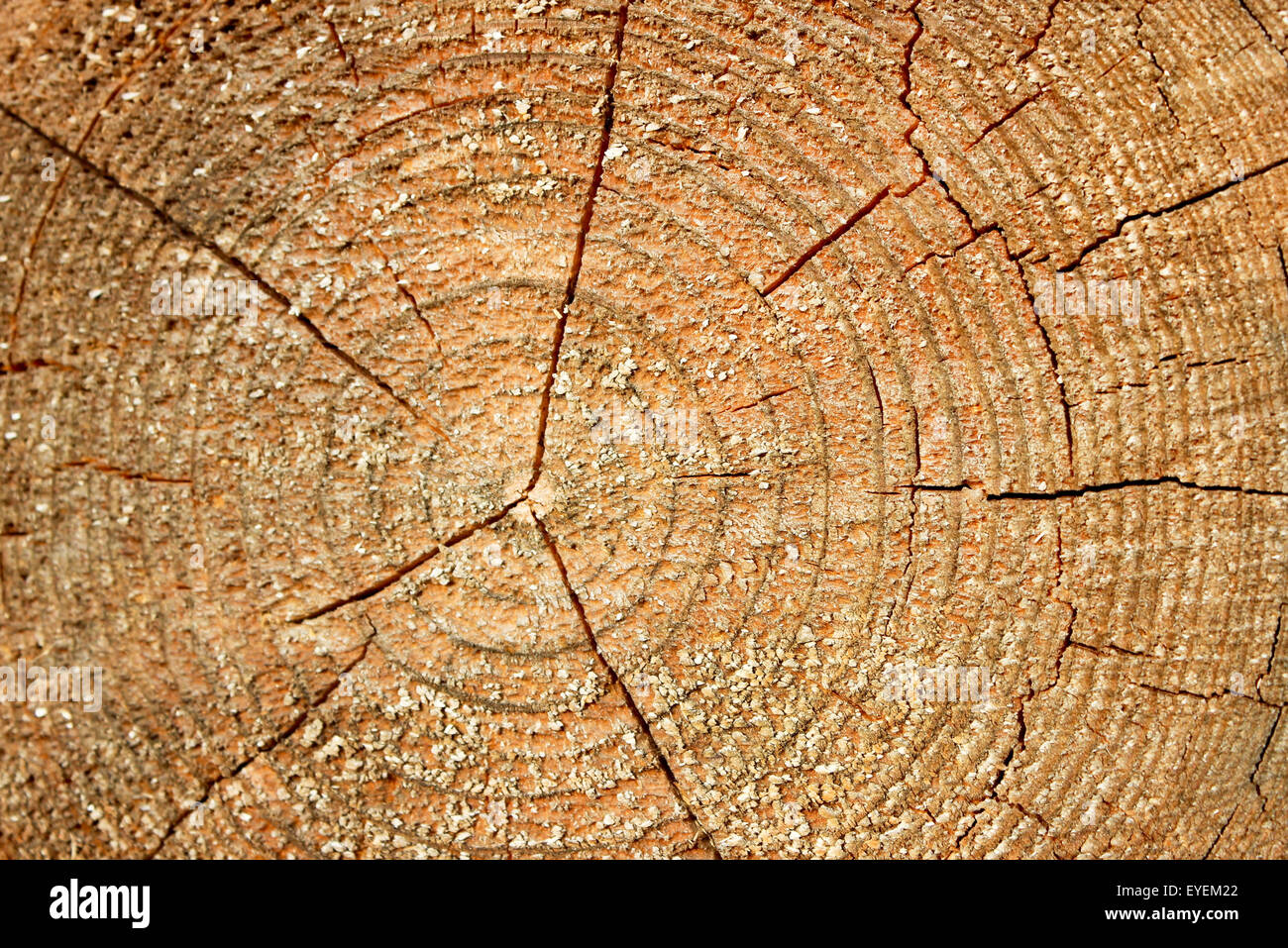 The structure of the saw cut logs in the background Stock Photo - Alamy