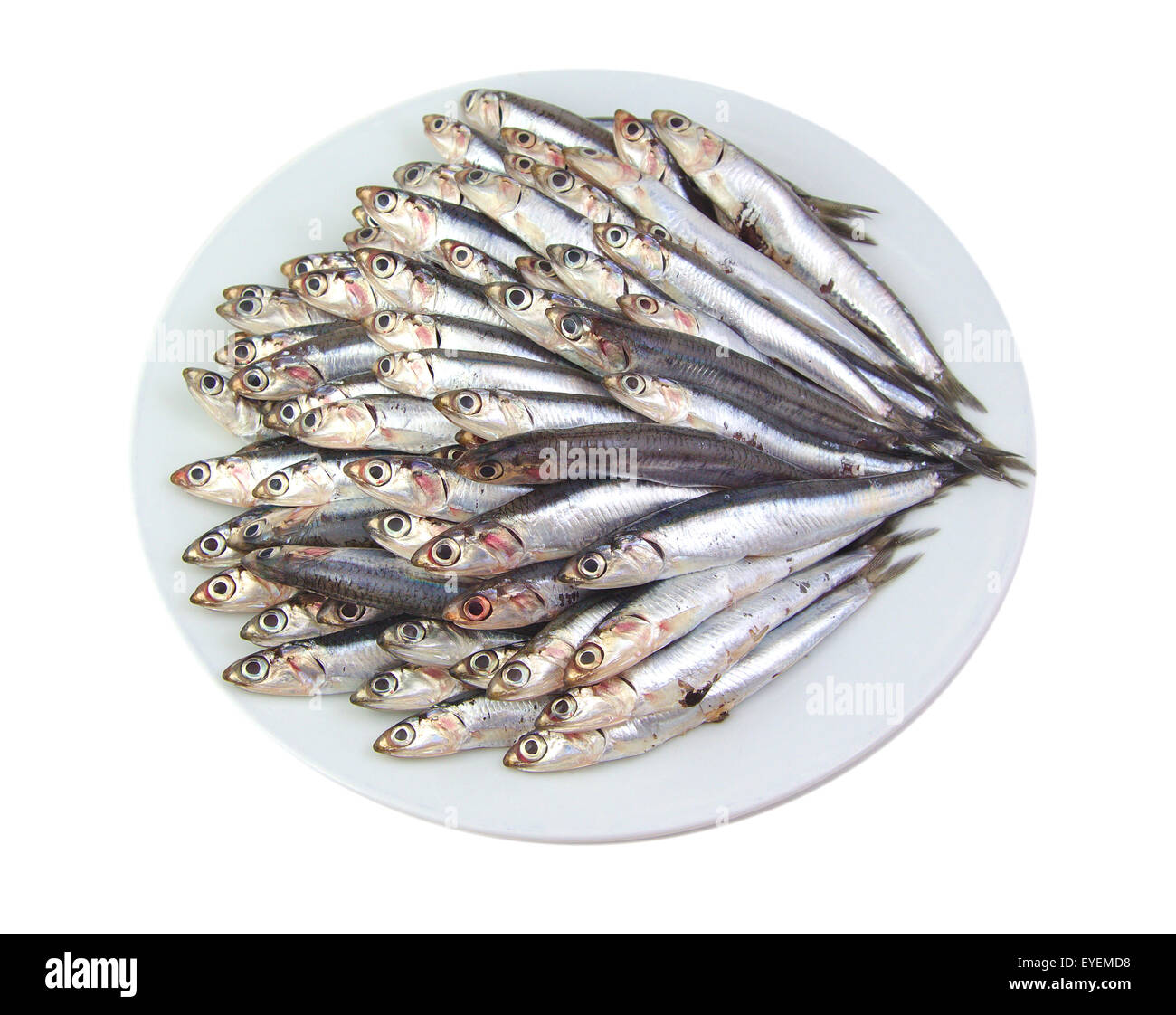 Mediterranean anchovies in a white dish isolated on white background Stock Photo