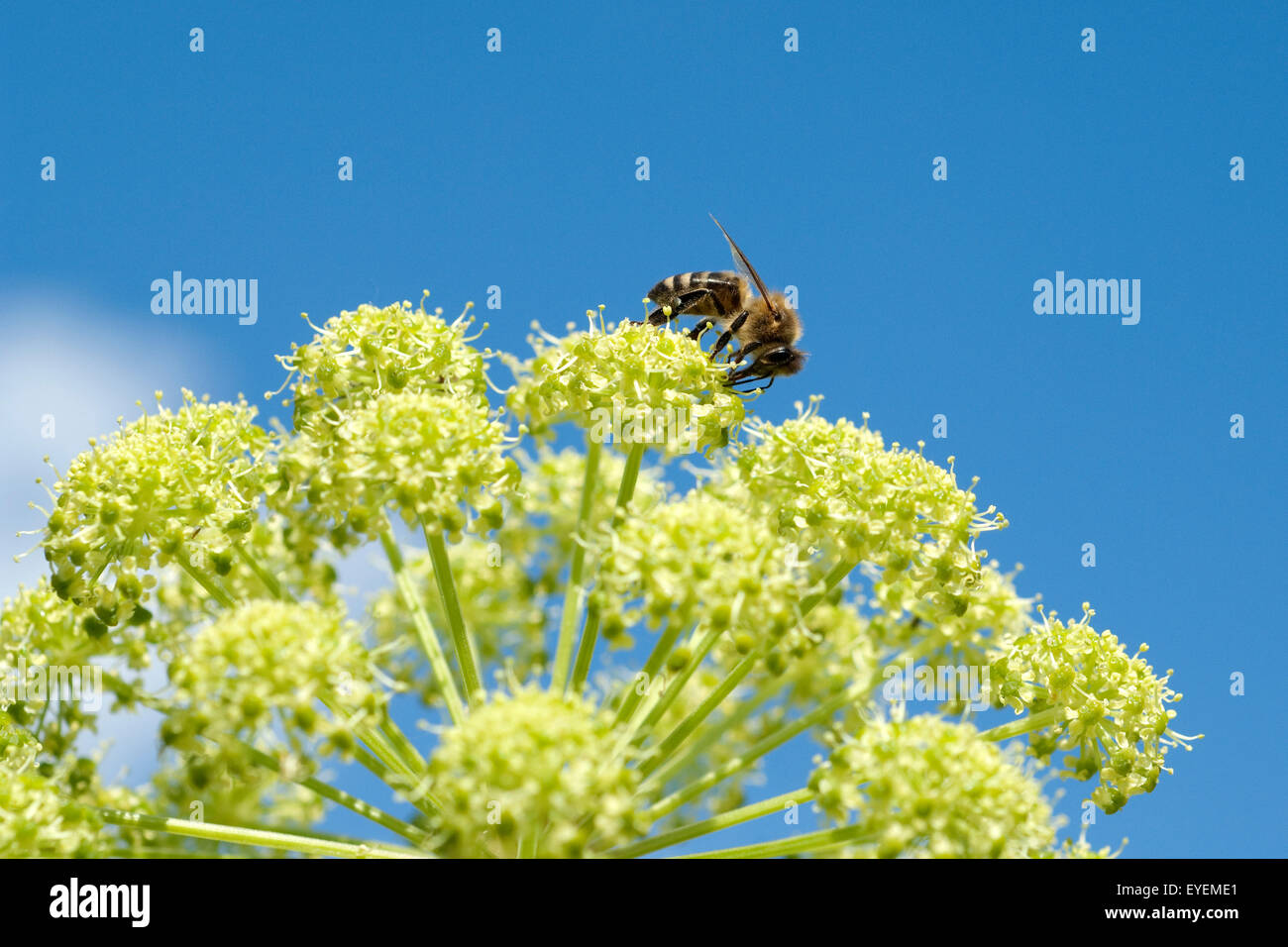 Engelwurz; Angelica; Archangelica; Bienen Stock Photo