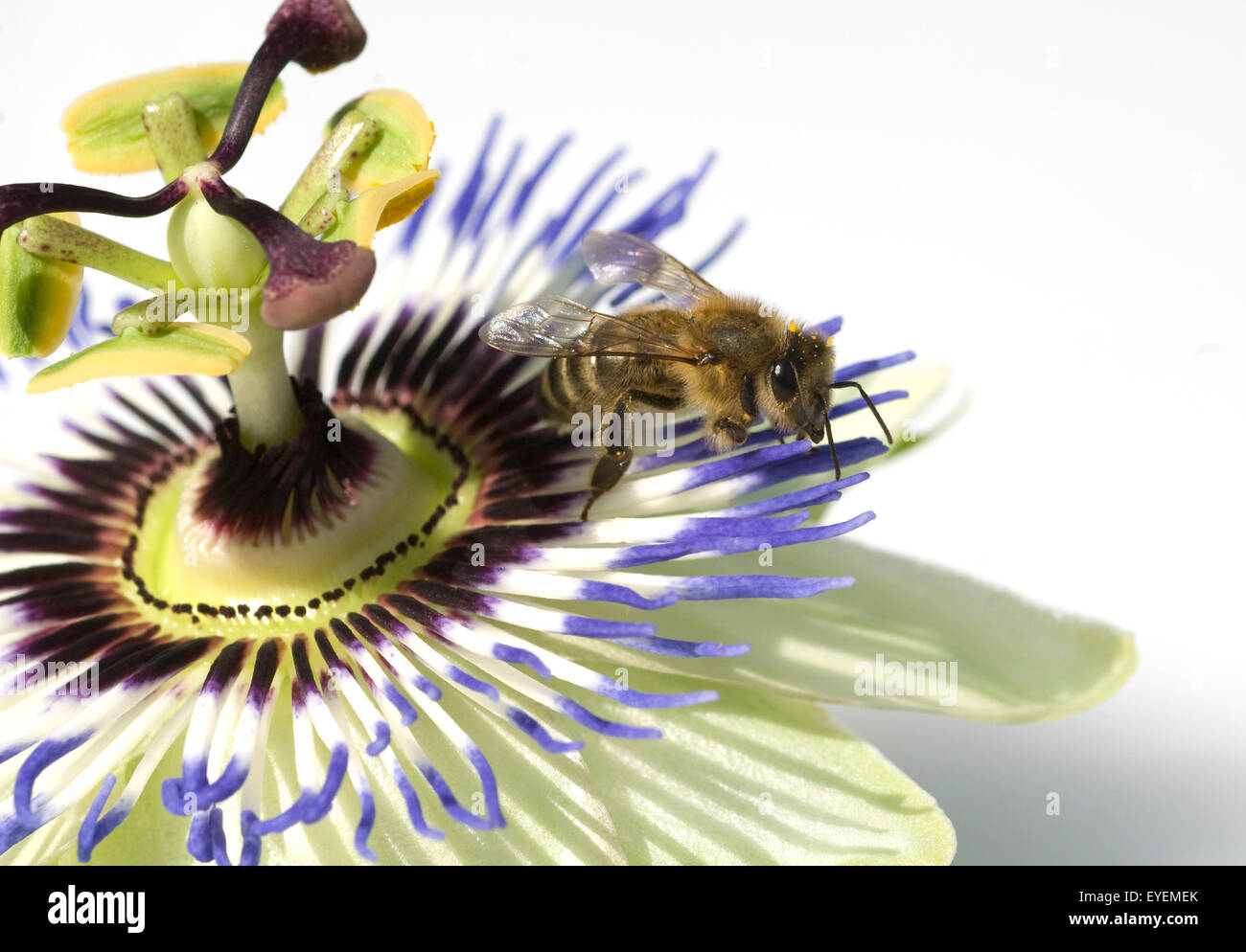 Passionsblume, Biene; bee, Stock Photo