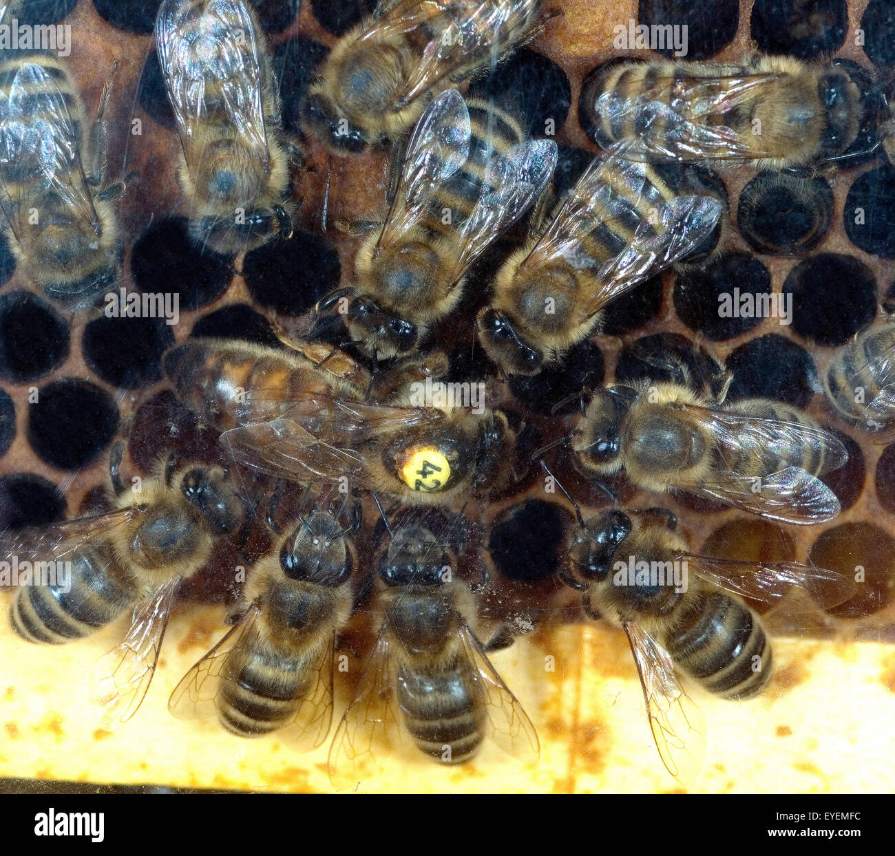 Biene; Apis mellifera; Honigbiene, Bienenkoenigin, Stock Photo