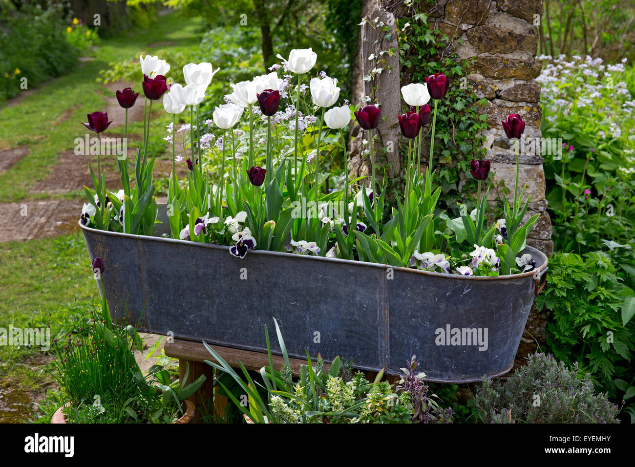 Old bath tub with spring flowers Stock Photo Alamy