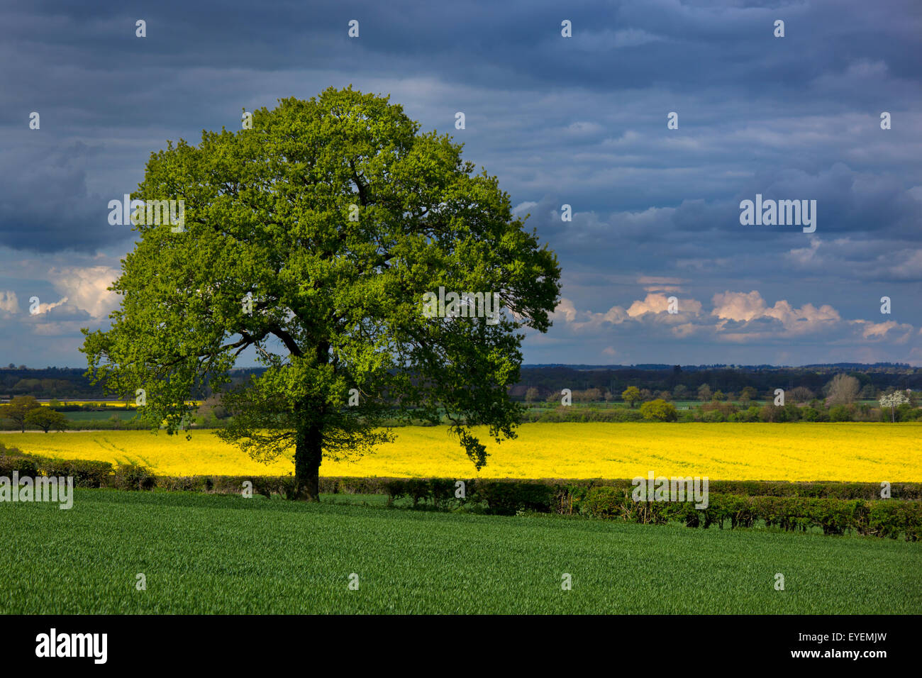 Lone oak tree with rape field and dark stormy sky Stock Photo - Alamy