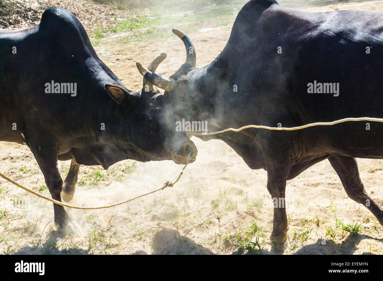 Bull fighting on soil field, Cow fighting is a traditional game of