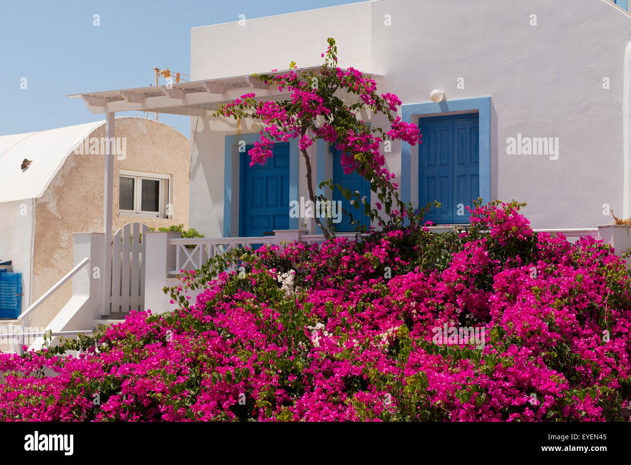 Pink Bougainvillea Flowers Santorini Greece Stock Photos & Pink