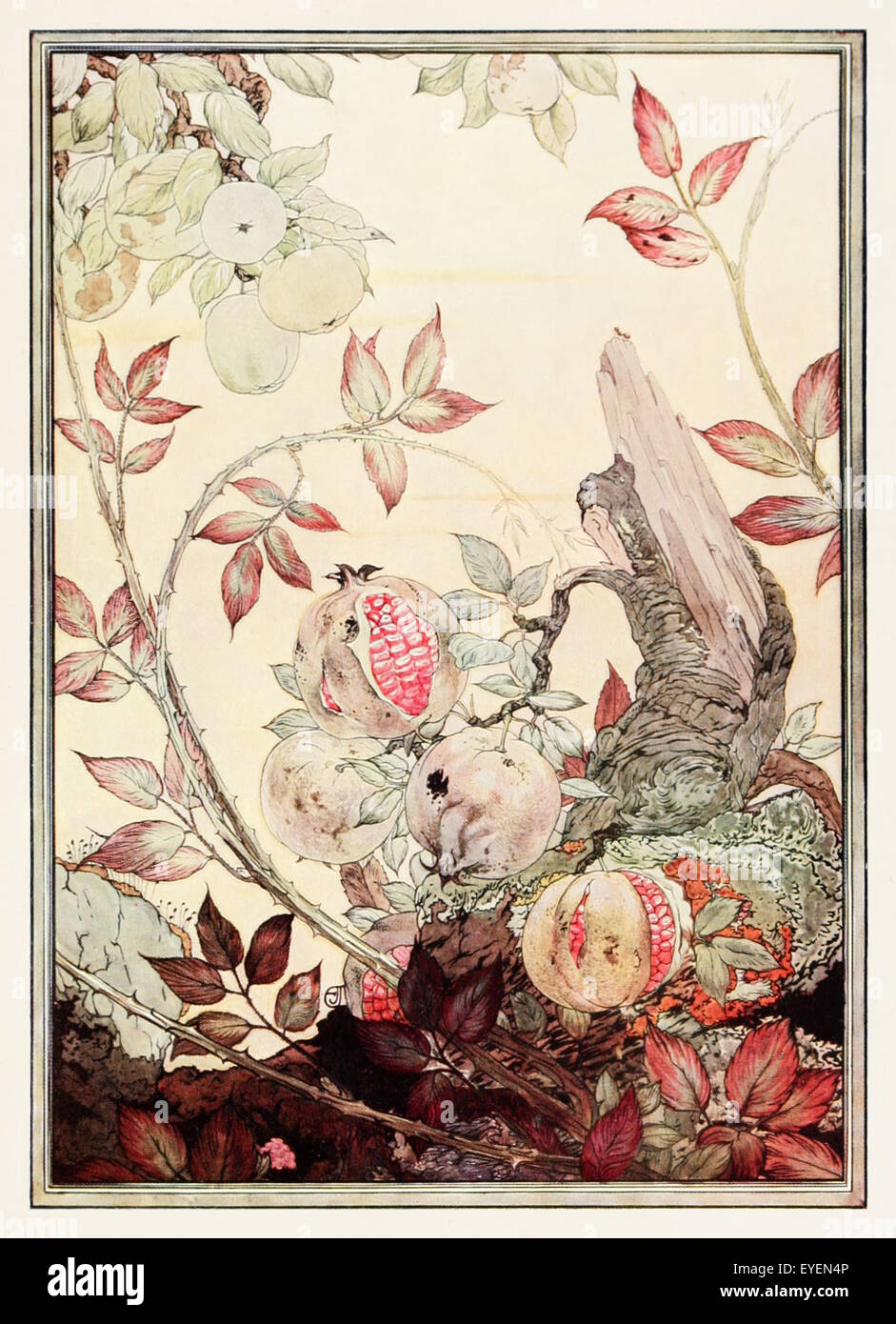 'The Pomegranate, the Apple Tree, and the Bramble' fable by Aesop (circa 600BC). Two fruit trees argue which is the most beautiful and the bramble asks them to cease in their presence. Everyone thinks themselves the best. Illustration by Edward J. Detmold (1883-1957). See description for more information. Stock Photo