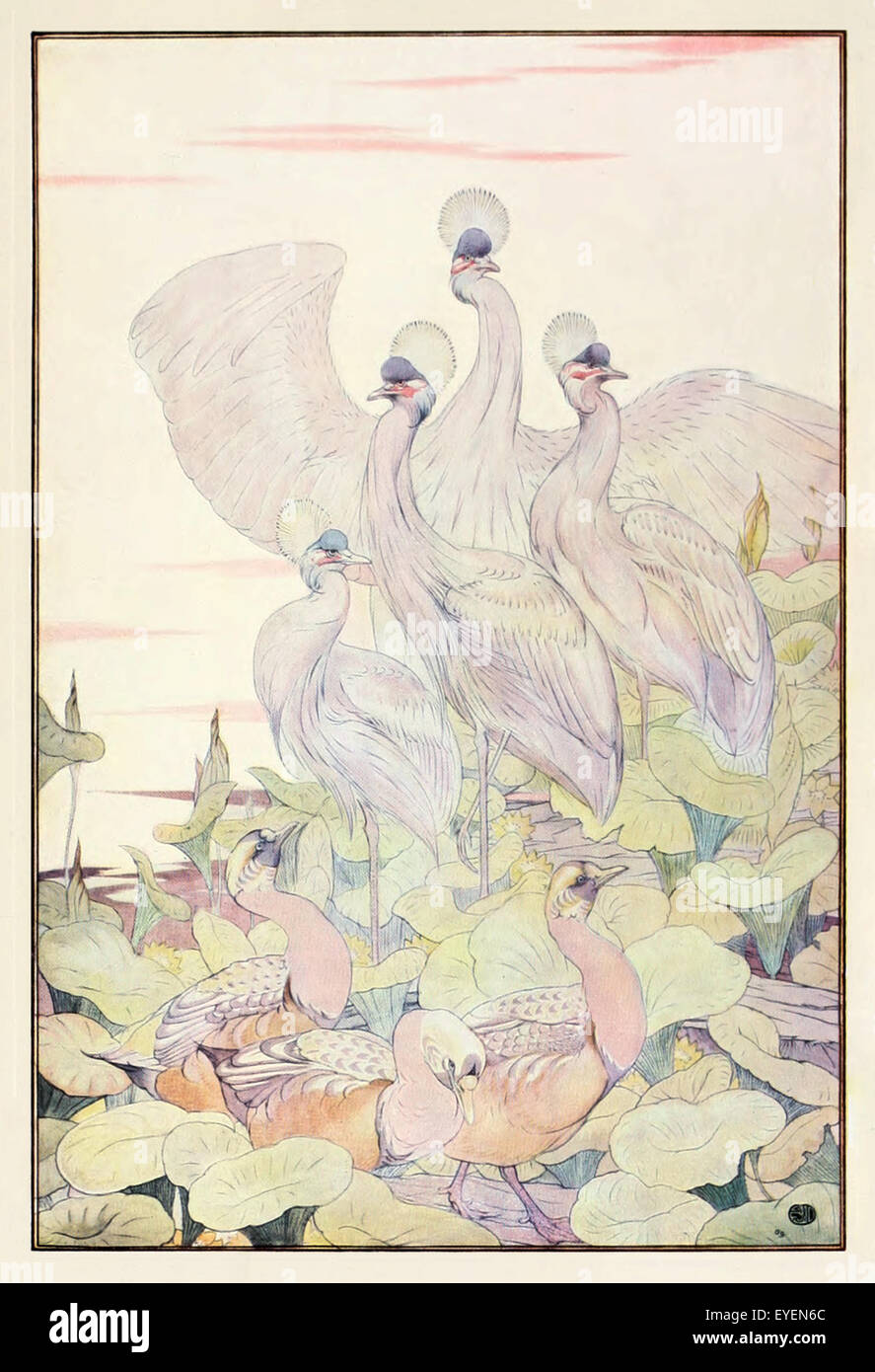 'The Geese and the Cranes' fable by Aesop (circa 600BC). Geese landed to feed with cranes. When scared, the lighter cranes fled but the geese were caught instead. The more vulnerable need to watch more closely. Illustration by Edward J. Detmold (1883-1957). See description for more information. Stock Photo