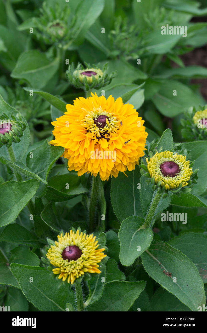 Rudbeckia hirta ‘Maya’. Coneflower Stock Photo Alamy