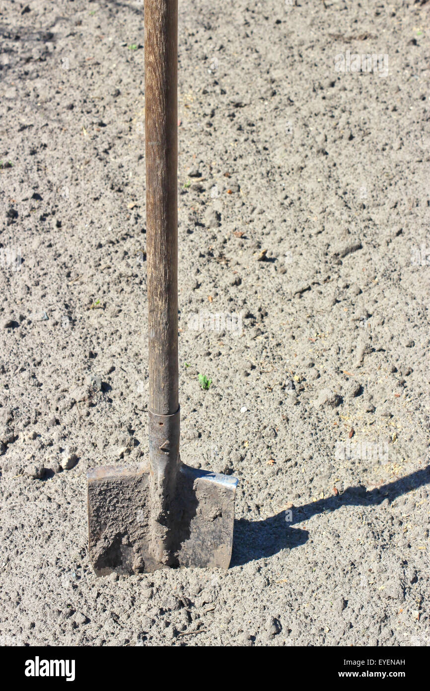 Bayonet shovel with wooden handle stuck into the ground Stock Photo