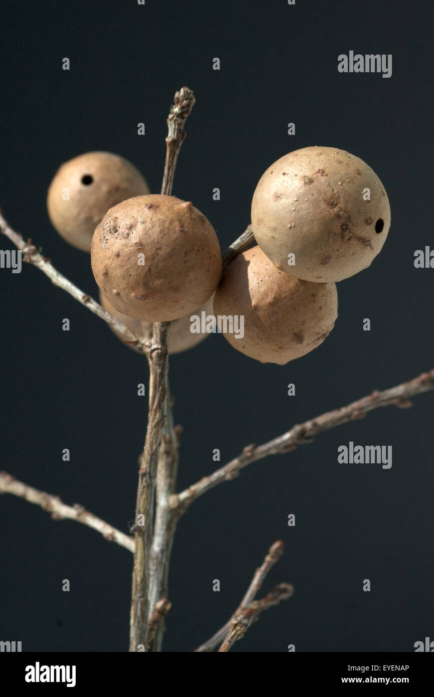 Gallapfel hires stock photography and images Alamy