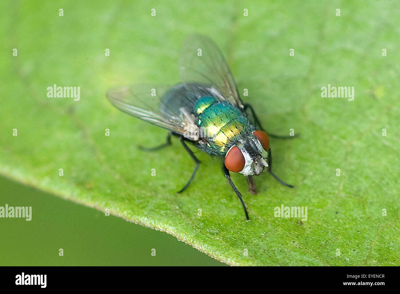 Seidengoldfliege, Lucilia, sericata, Stock Photo