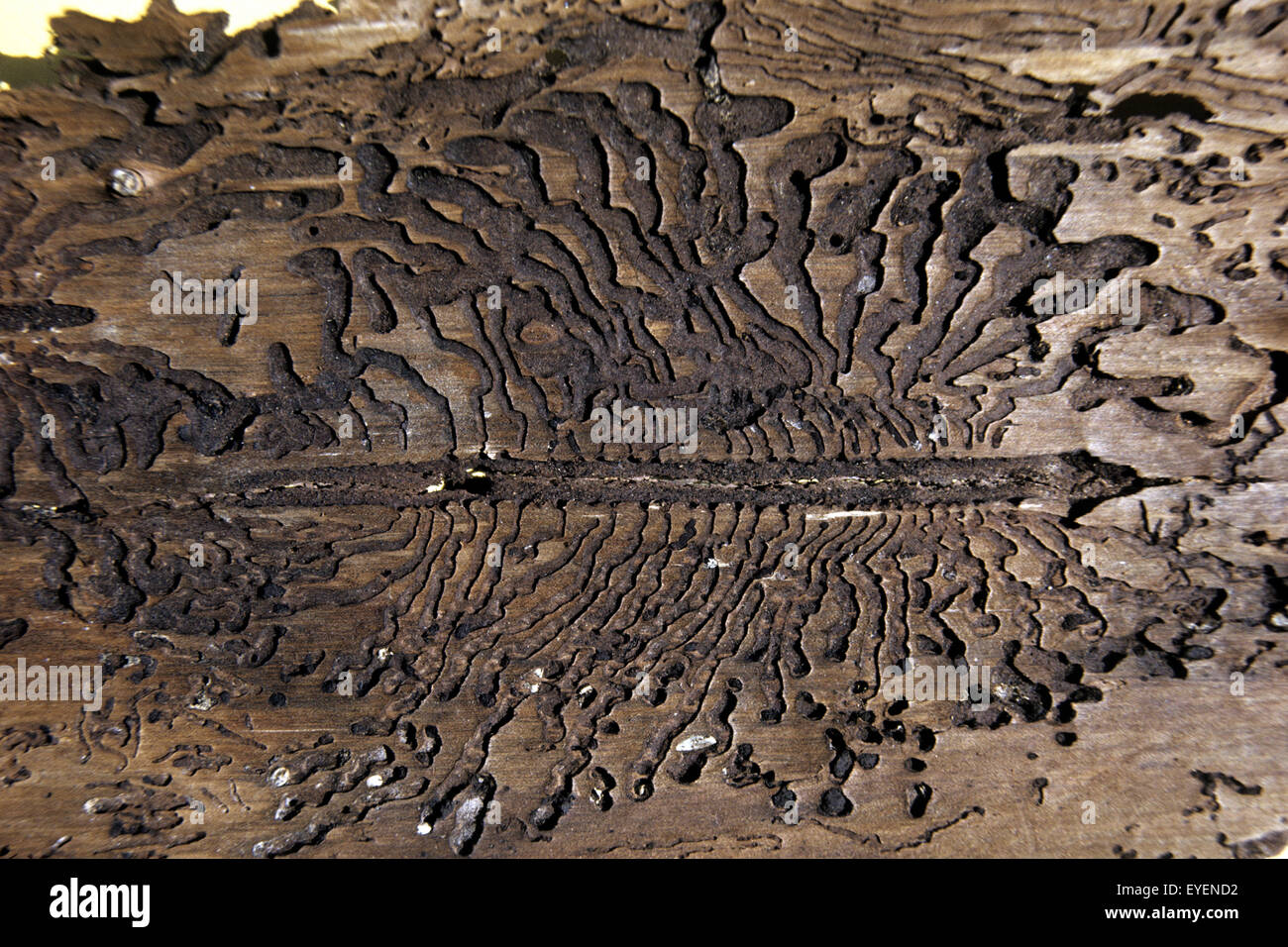 Larvae fall of borken kaefer hi-res stock photography and images - Alamy