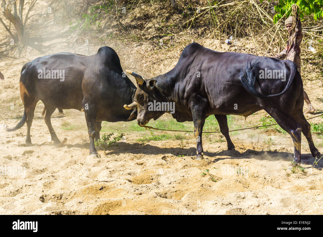 Bull fighting on soil field, Cow fighting is a traditional game of