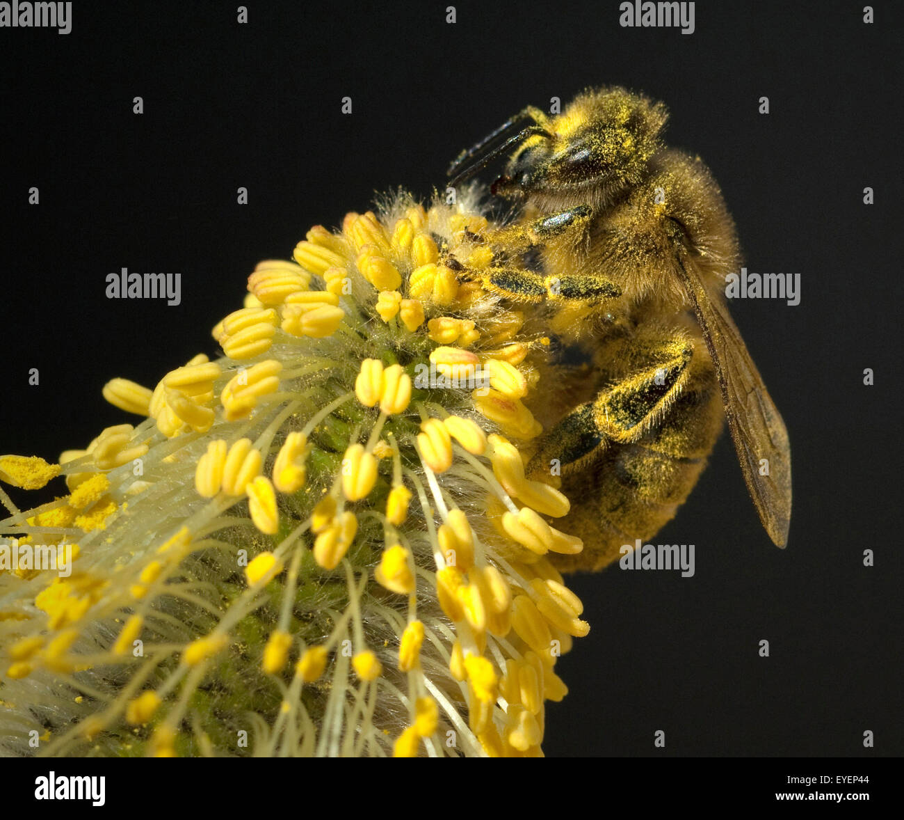 Weidenkaetzchen; Biene; Pollenhoeschen; Stock Photo