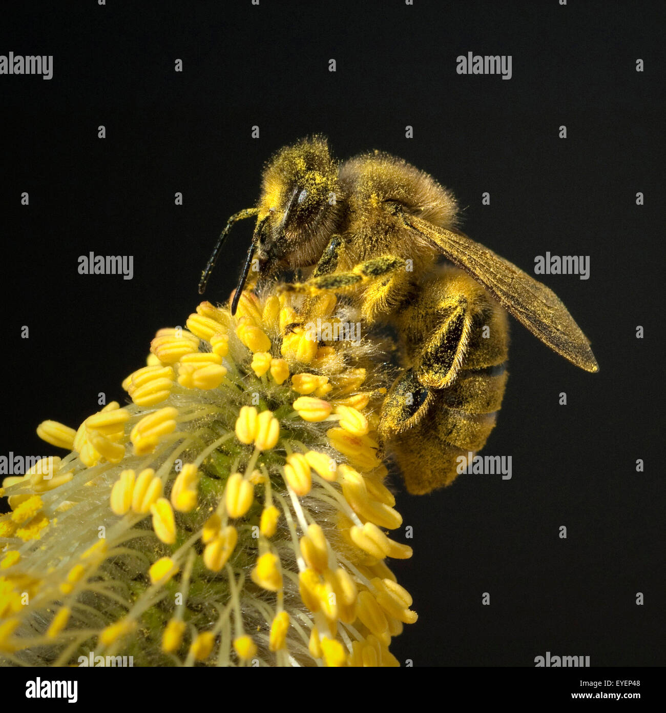 Weidenkaetzchen; Biene; Pollenhoeschen; Stock Photo