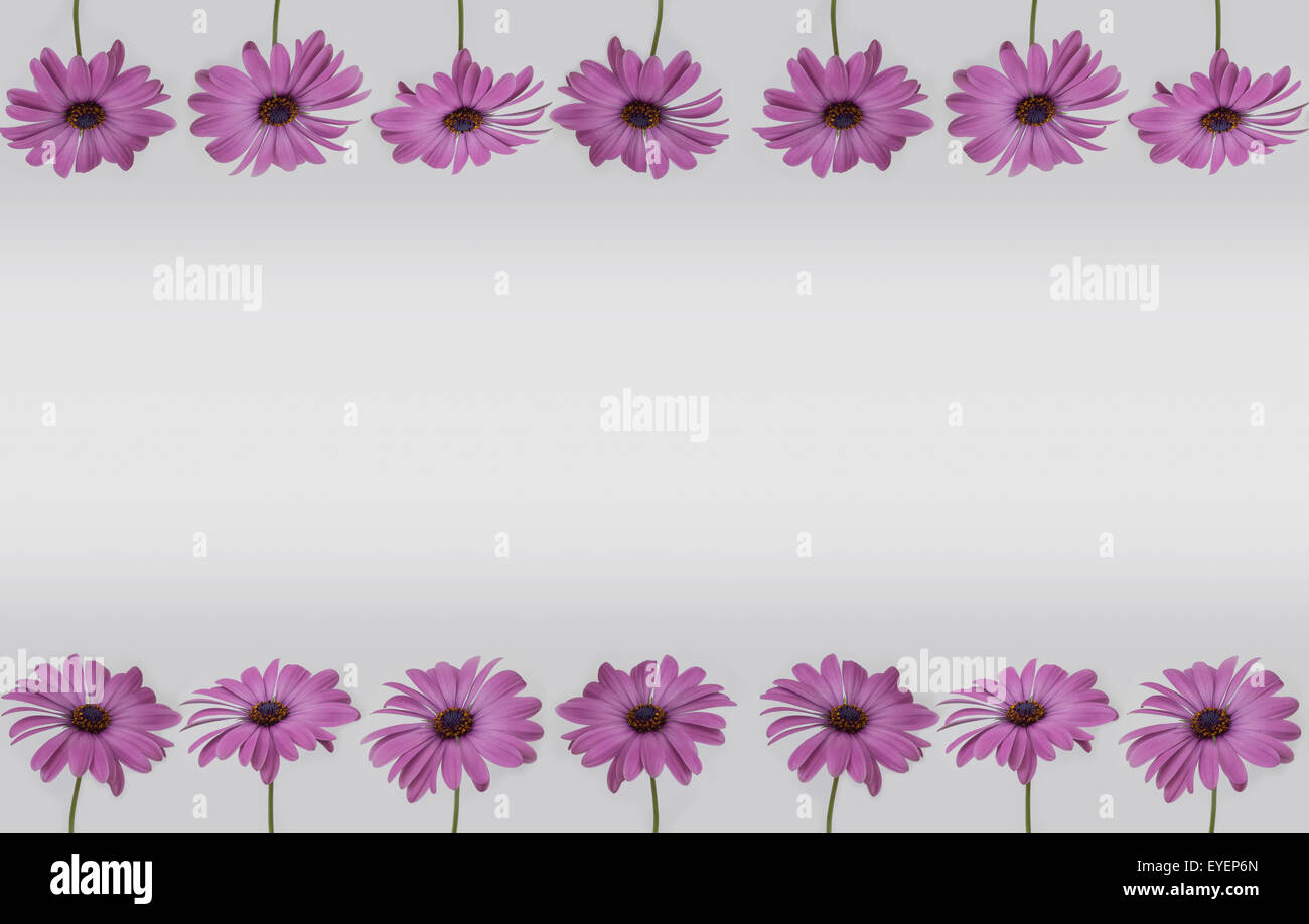 Pink flowers isolated on white background Stock Photo