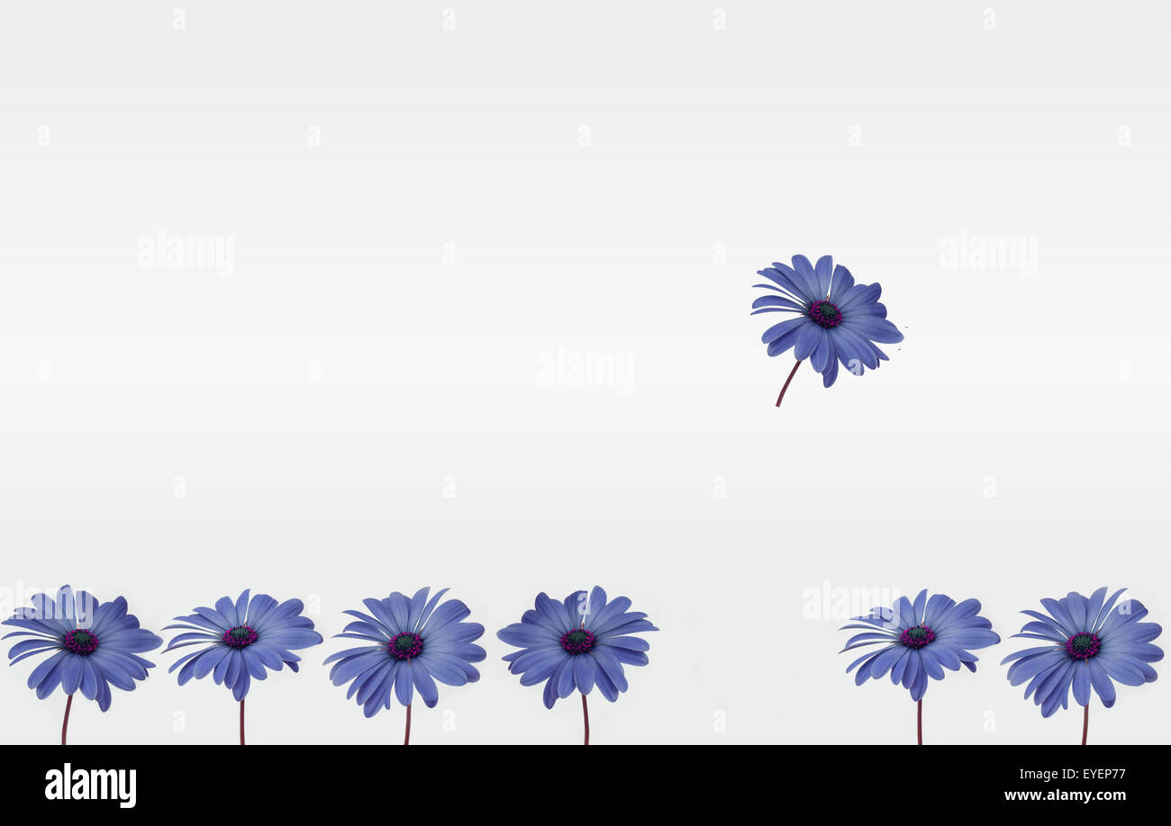 blue flowers isolated on white background Stock Photo - Alamy