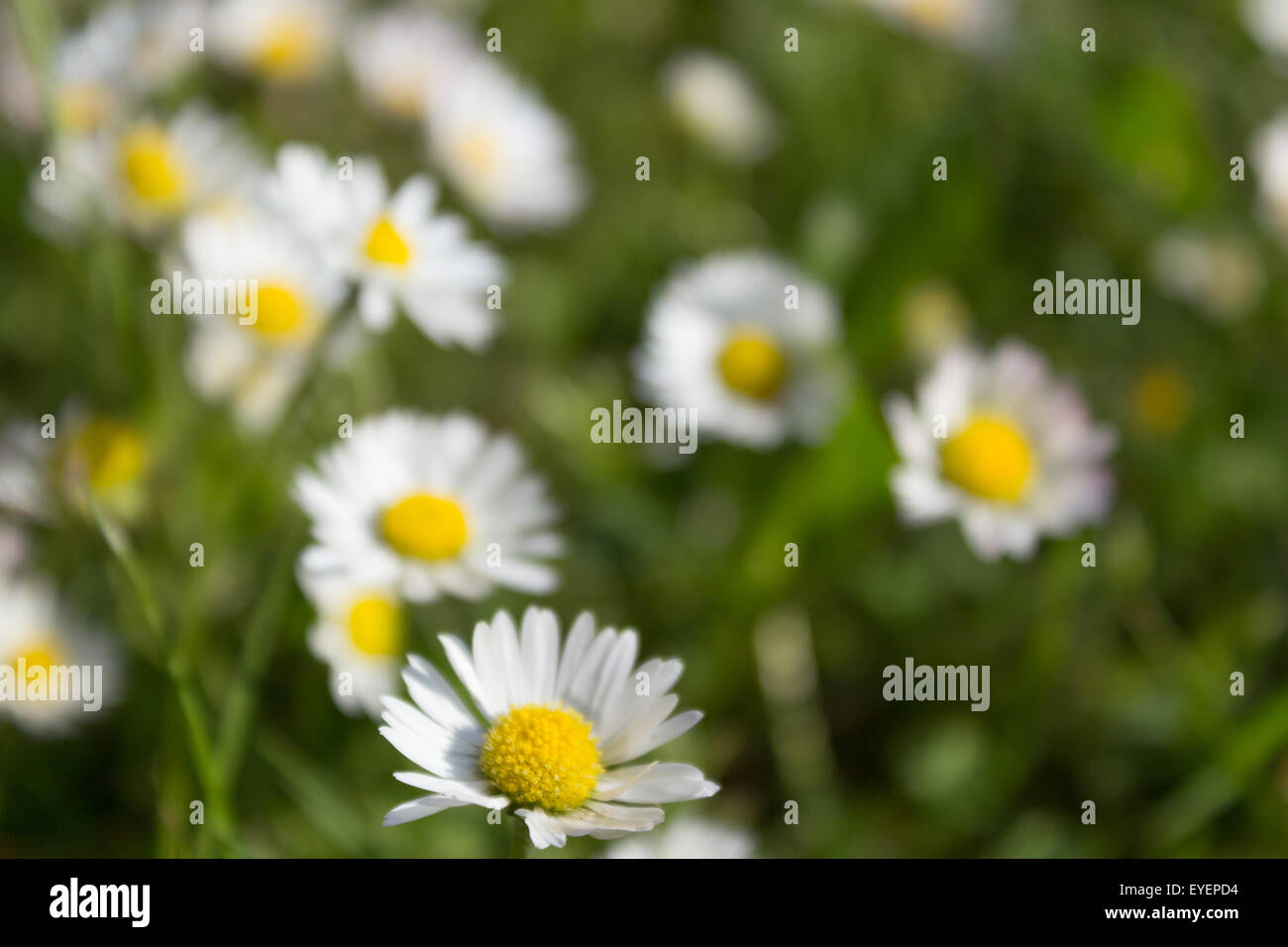 daisies, daisy flowers in meadow Stock Photo Alamy
