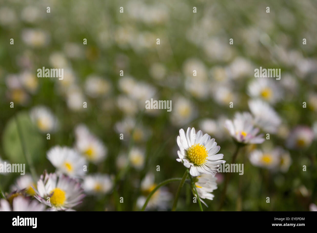 daisies, daisy flowers in meadow Stock Photo