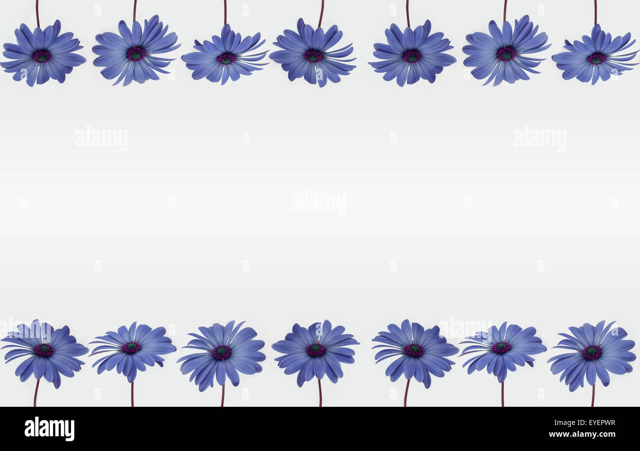 blue flowers isolated arranged in a row Stock Photo - Alamy