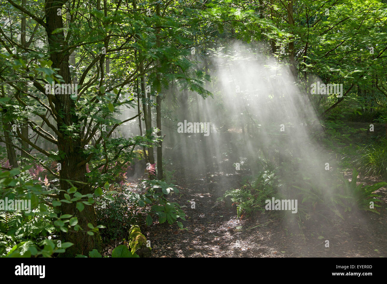 cloud forest, Island Park Wilhelmsburg, Hamburg, Germany Stock Photo ...