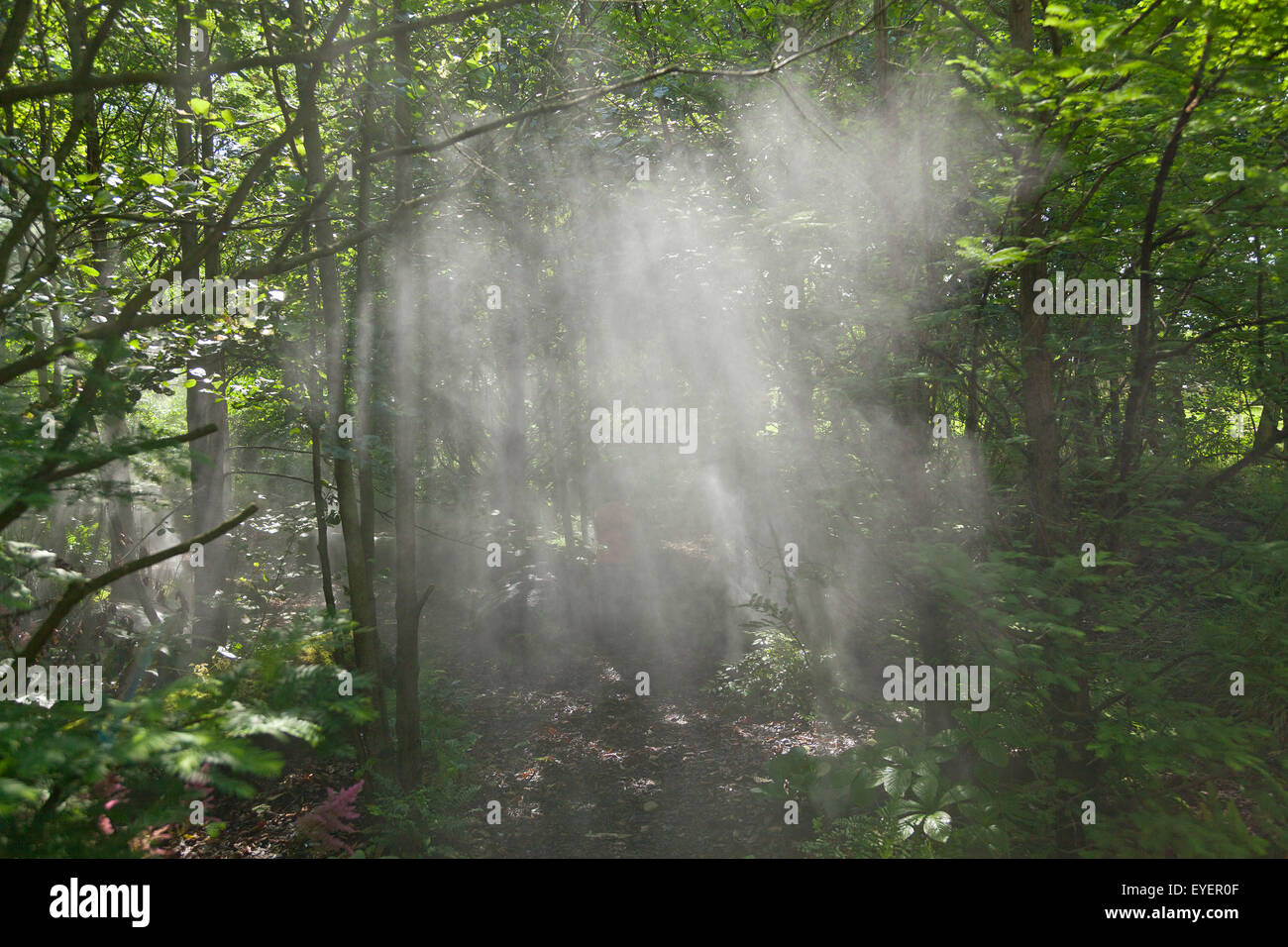 cloud forest, Island Park Wilhelmsburg, Hamburg, Germany Stock Photo ...