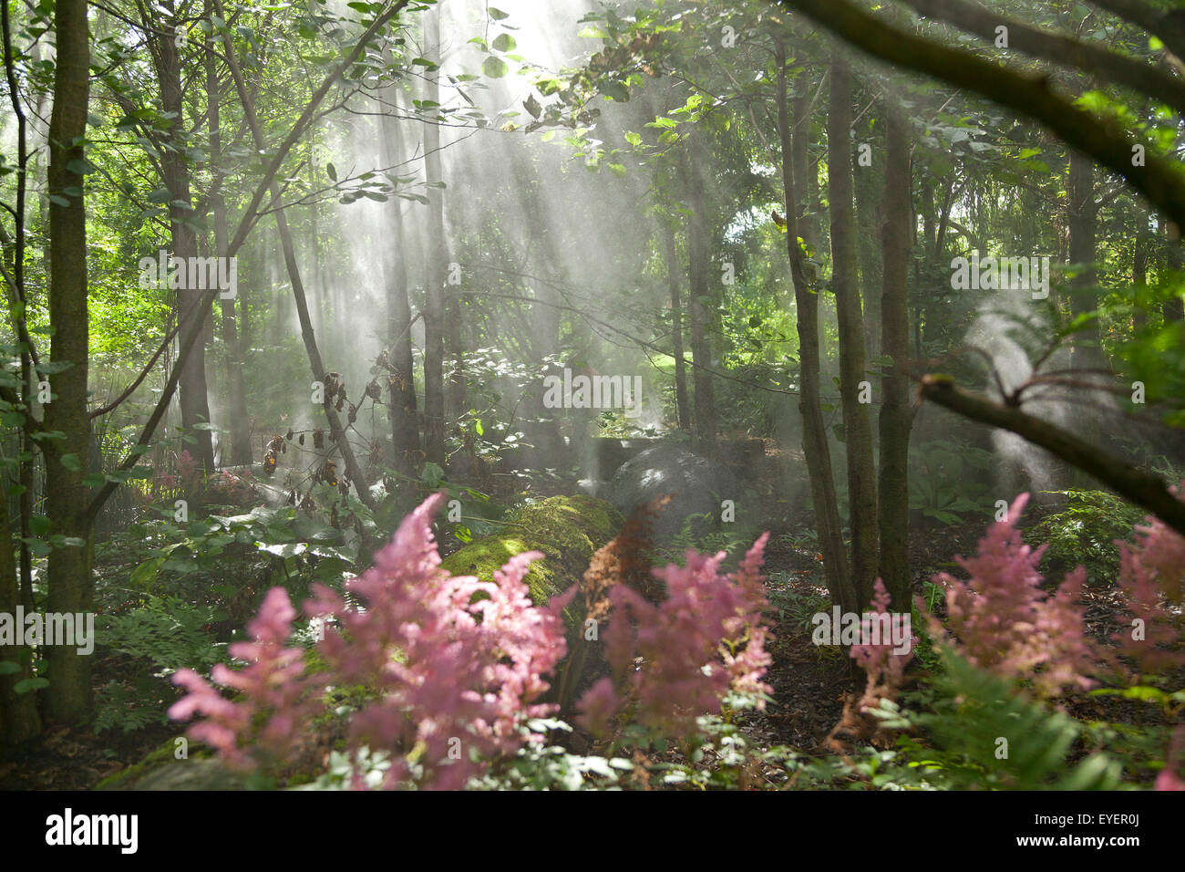 cloud forest, Island Park Wilhelmsburg, Hamburg, Germany Stock Photo ...