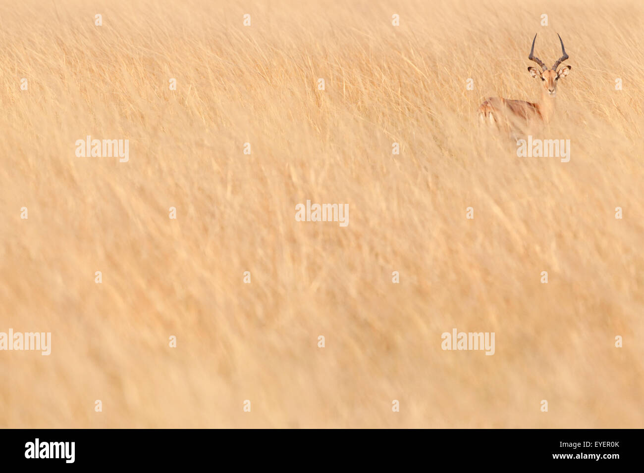 Impala buck in high grass, South Luangwa National Park, Zambia Stock Photo
