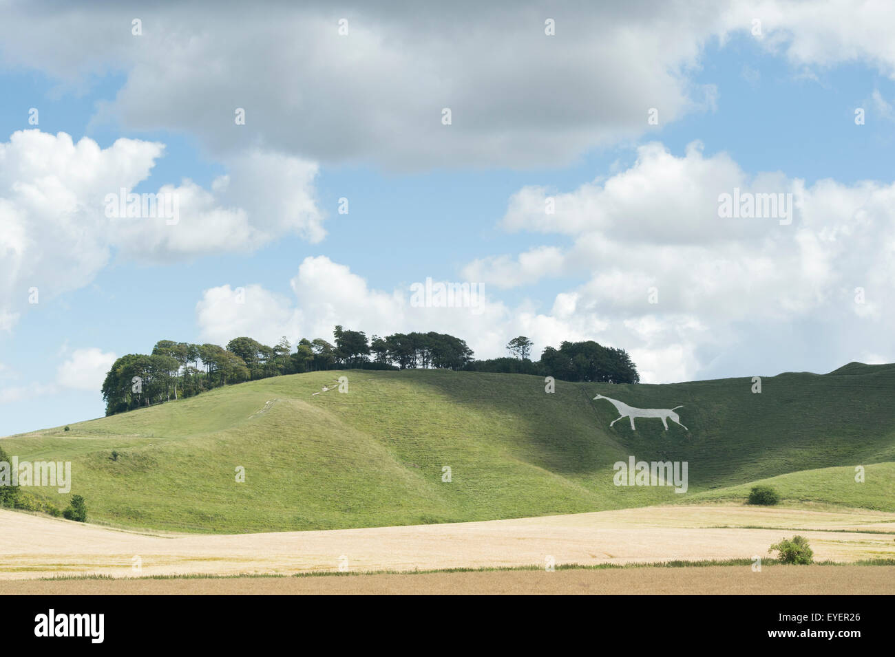Cherhill White Horse.  Cherhill Down, Calne, Wiltshire, England Stock Photo