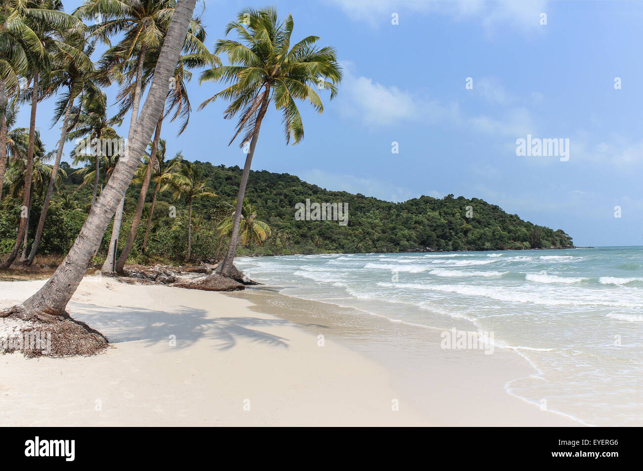 white sand beach, palm trees and blue sky Stock Photo