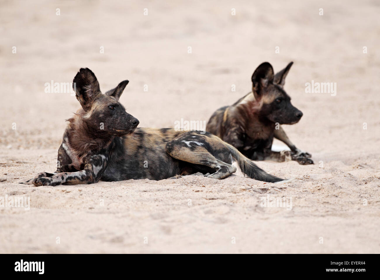 Wild dogs, Mana Pools National Park, Zimbabwe, Simbabwe, in river-bed. Stock Photo