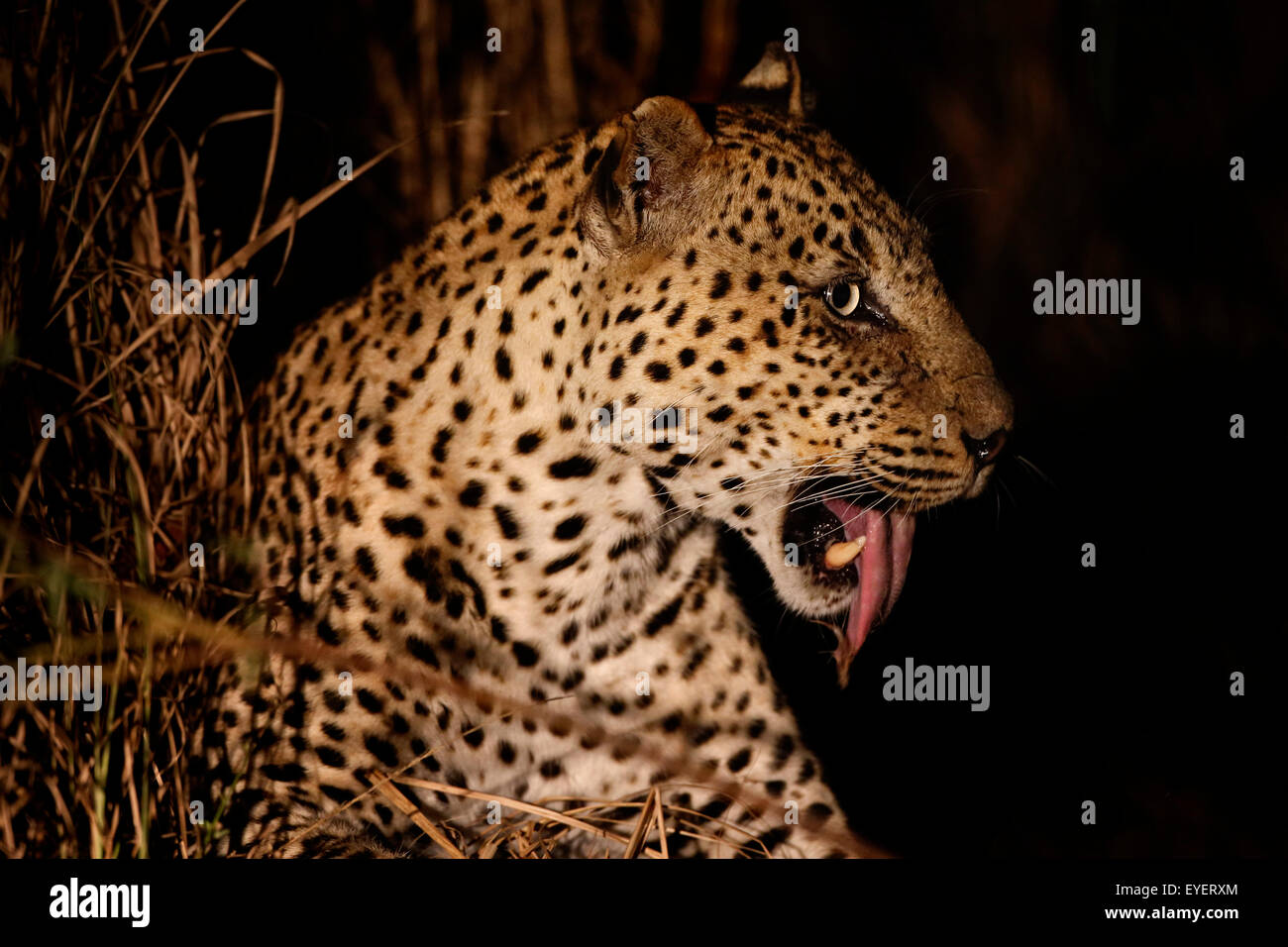 A leopard resting in a tree on a bigger branch Stock Photo - Alamy