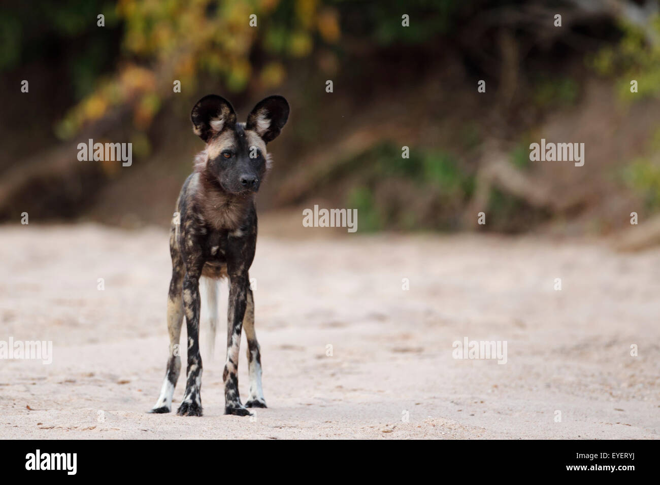 Wild dog, Mana Pools National Park, Zimbabwe, Simbabwe, standing alert in a sandy river-bed. Stock Photo