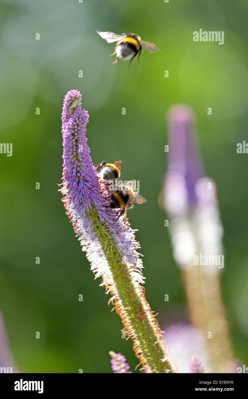 bumblebees on flowers Stock Photo