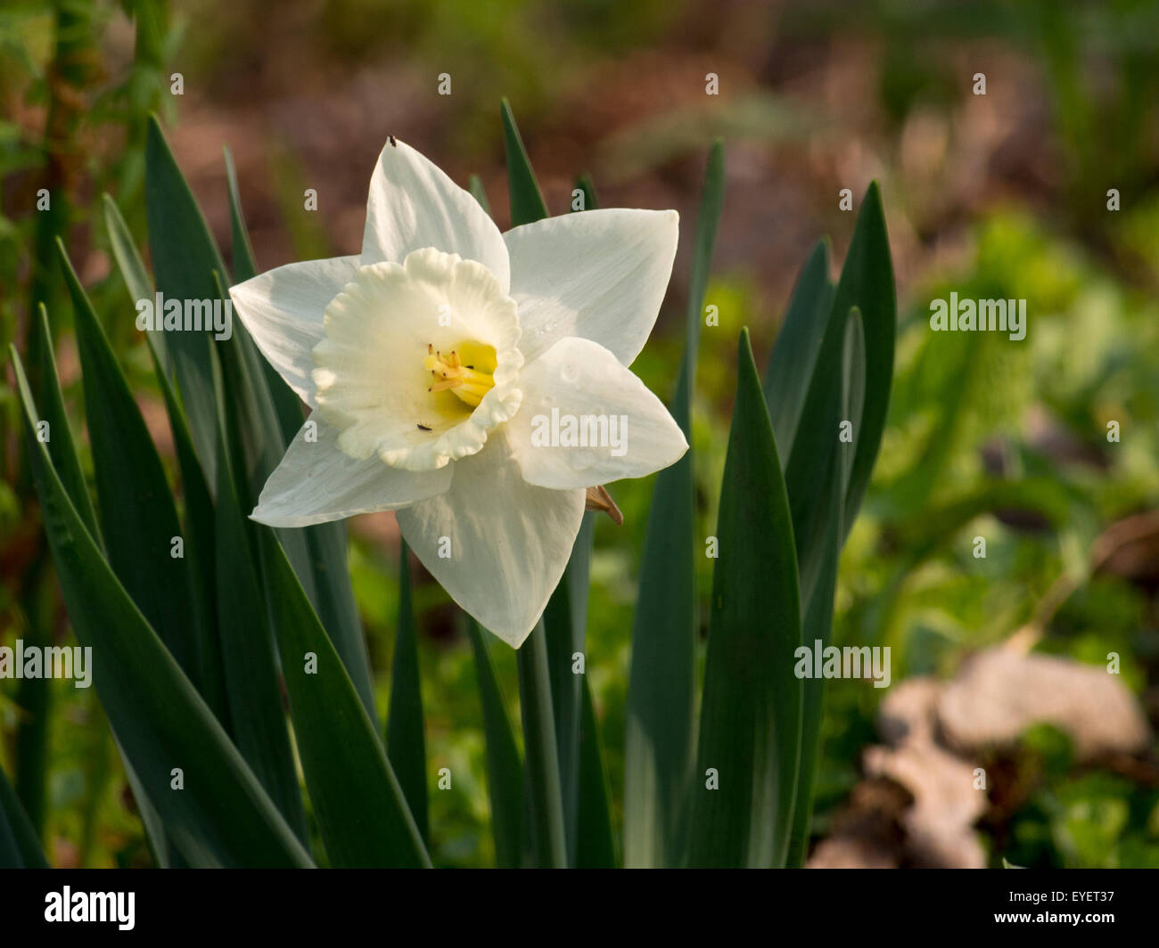 Jonquil in bloom Stock Photo Alamy